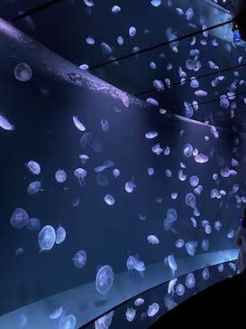 サンシャイン水族館に投稿された画像（2021/10/3）