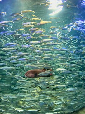 サンシャイン水族館に投稿された画像（2021/10/3）