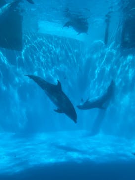 名古屋港水族館に投稿された画像（2021/10/3）