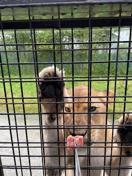 那須サファリパークに投稿された画像（2021/10/3）