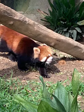 神戸どうぶつ王国に投稿された画像（2021/10/3）