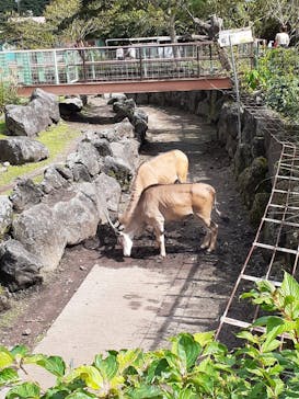 伊豆アニマルキングダムに投稿された画像（2021/10/3）