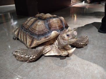 Moff animal world MARK IS みなとみらい店に投稿された画像（2021/10/3）