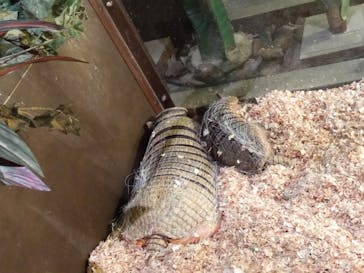 Moff animal world MARK IS みなとみらい店に投稿された画像（2021/10/3）