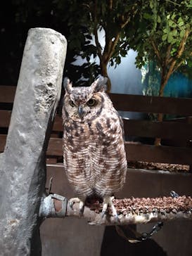 Moff animal world MARK IS みなとみらい店に投稿された画像（2021/10/3）