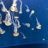 新江ノ島水族館に投稿された画像（2021/10/3）