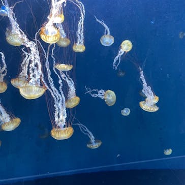 新江ノ島水族館に投稿された画像（2021/10/3）