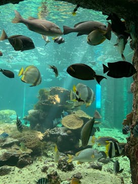 串本海中公園水族館に投稿された画像（2021/10/3）