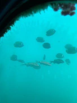 串本海中公園水族館に投稿された画像（2021/10/3）