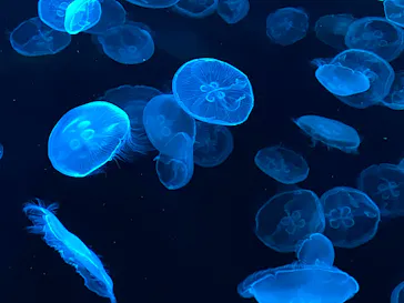 すみだ水族館に投稿された画像（2021/10/3）