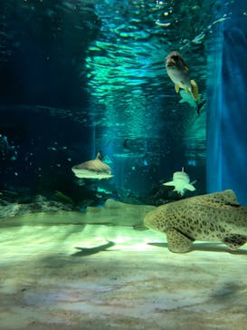 マクセル アクアパーク品川に投稿された画像（2021/10/3）