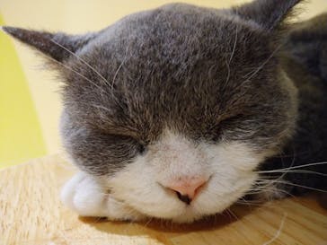 Moff animal world MARK IS みなとみらい店に投稿された画像（2021/10/3）