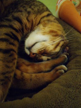 Moff animal world MARK IS みなとみらい店に投稿された画像（2021/10/3）