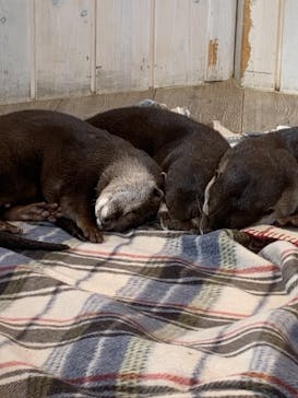 カワウソカフェHARRY原宿テラス店に投稿された画像（2021/10/3）