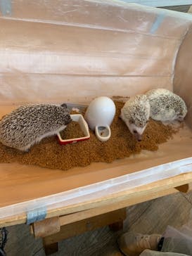 カワウソカフェHARRY原宿テラス店に投稿された画像（2021/10/3）