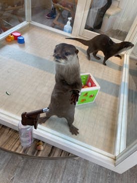 カワウソカフェHARRY原宿テラス店に投稿された画像（2021/10/3）