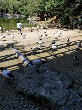 ネオパークオキナワに投稿された画像（2021/10/3）