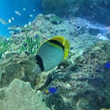 マクセル アクアパーク品川に投稿された画像（2021/10/4）