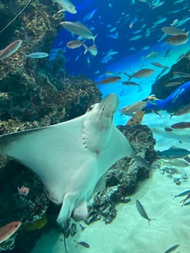 サンシャイン水族館に投稿された画像（2021/10/3）