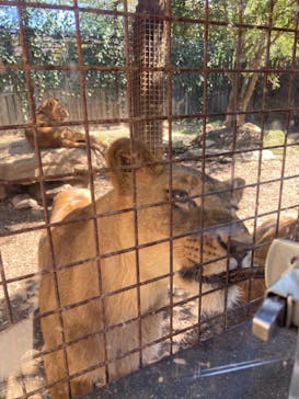 群馬サファリパークに投稿された画像（2021/10/3）