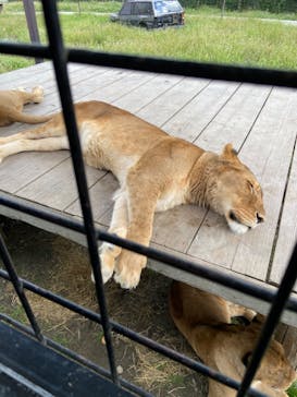 那須サファリパークに投稿された画像（2021/10/4）