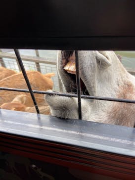 那須サファリパークに投稿された画像（2021/10/4）