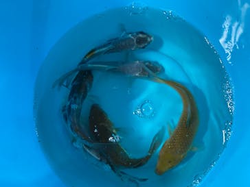 キッズランドUS 千葉柏店に投稿された画像（2021/10/4）