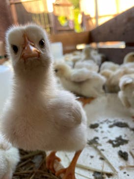 しろとり動物園に投稿された画像（2021/10/4）