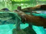 しながわ水族館に投稿された画像（2021/10/4）