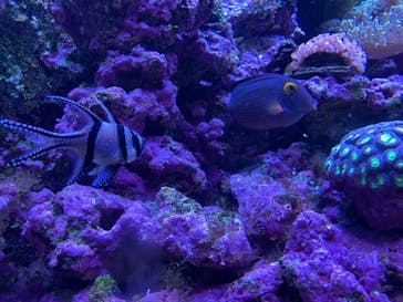 マクセル アクアパーク品川に投稿された画像（2021/10/4）