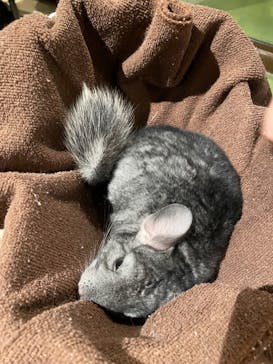 Moff animal world MARK IS みなとみらい店に投稿された画像（2021/10/4）