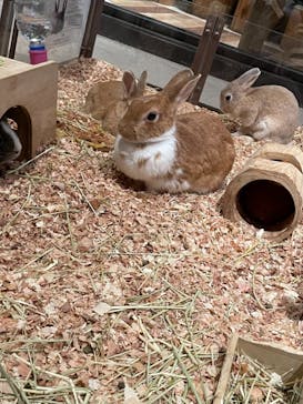 Moff animal world MARK IS みなとみらい店に投稿された画像（2021/10/4）