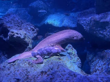 マクセル アクアパーク品川に投稿された画像（2021/10/4）