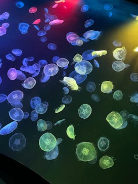 マクセル アクアパーク品川に投稿された画像（2021/10/4）