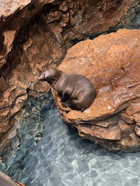 マクセル アクアパーク品川に投稿された画像（2021/10/4）