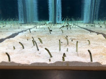 マクセル アクアパーク品川に投稿された画像（2021/10/4）