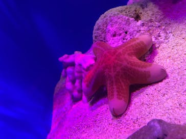 サンシャイン水族館に投稿された画像（2021/10/4）