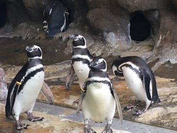 しながわ水族館に投稿された画像（2021/10/4）