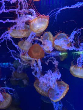 すみだ水族館に投稿された画像（2021/10/5）