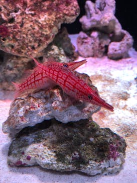 マクセル アクアパーク品川に投稿された画像（2021/10/5）