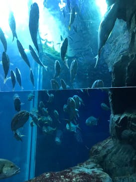 大分マリーンパレス水族館 「うみたまご」に投稿された画像（2021/10/5）