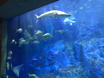 大分マリーンパレス水族館 「うみたまご」に投稿された画像（2021/10/5）