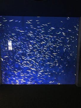 大分マリーンパレス水族館 「うみたまご」に投稿された画像（2021/10/5）