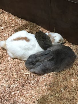 Moff animal world MARK IS みなとみらい店に投稿された画像（2021/10/5）