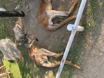 神戸どうぶつ王国に投稿された画像（2021/10/5）