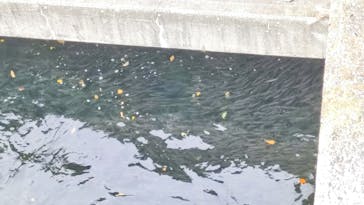 サケのふるさと 千歳水族館に投稿された画像（2021/10/5）