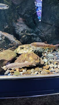 サケのふるさと 千歳水族館に投稿された画像（2021/10/5）