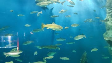 サケのふるさと 千歳水族館に投稿された画像（2021/10/5）