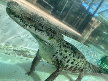 熱川バナナワニ園に投稿された画像（2021/10/5）