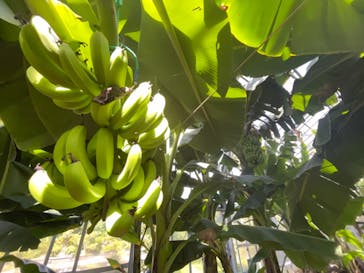 熱川バナナワニ園に投稿された画像（2021/10/5）